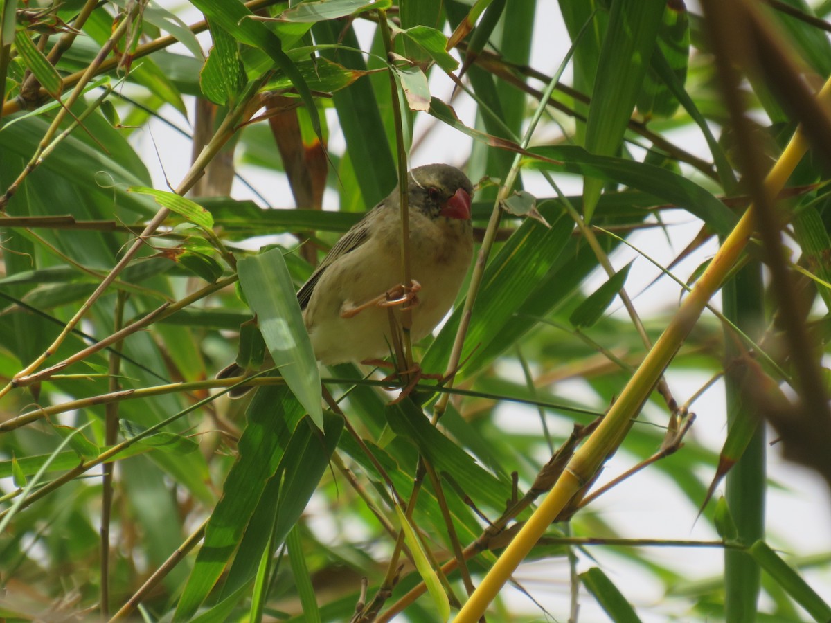 Red-billed Quelea - ML645111374