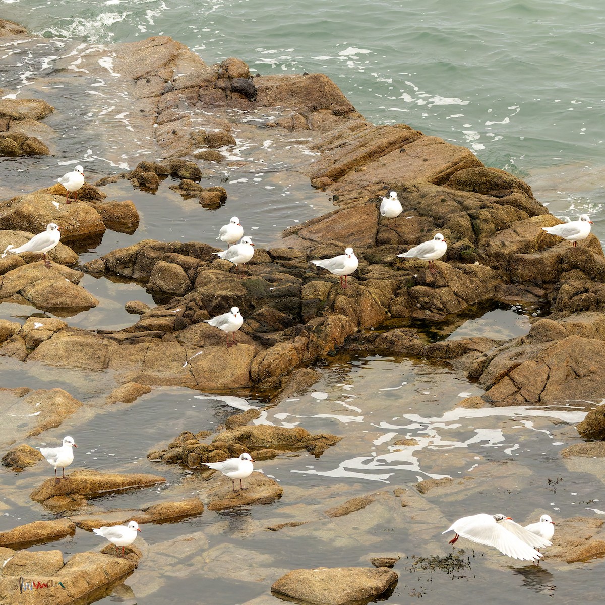 Mediterranean Gull - ML645111383