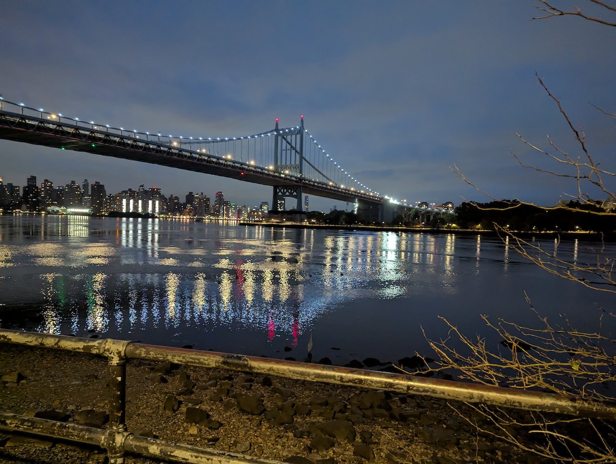 berneška velká - ML645111385