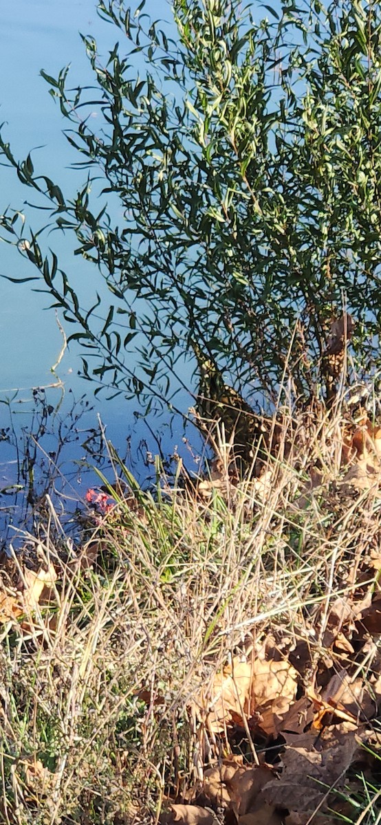 Amerika Balabanı - ML645111391