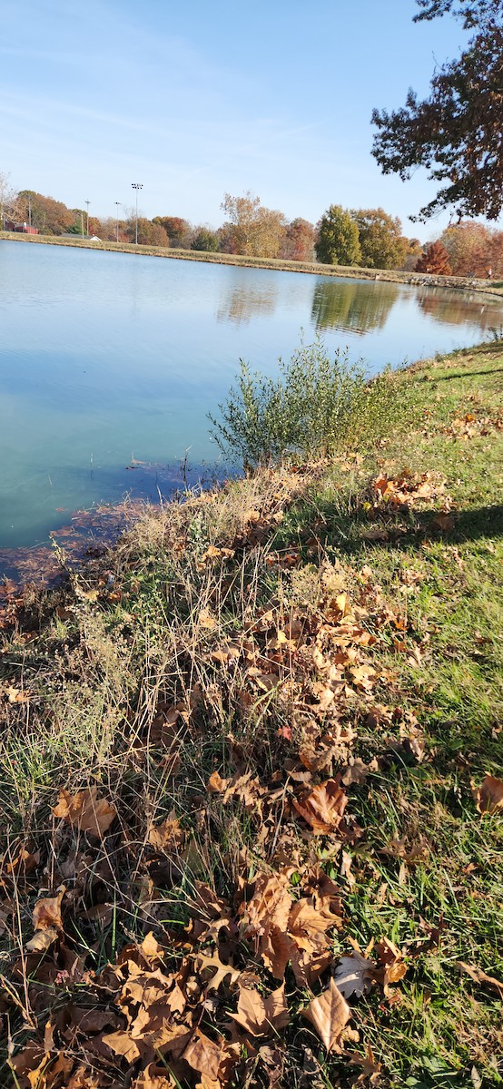 Amerika Balabanı - ML645111392