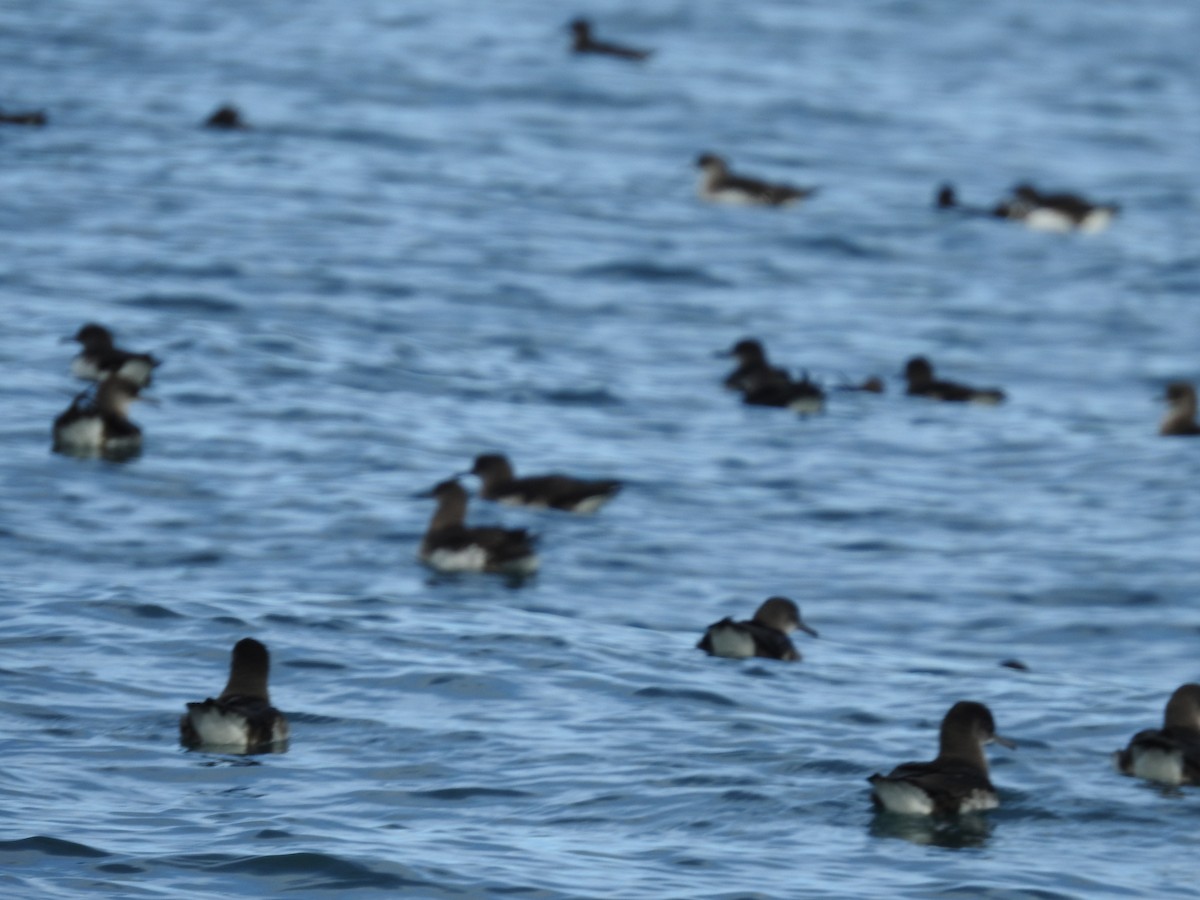Hutton's Shearwater - ML645111397