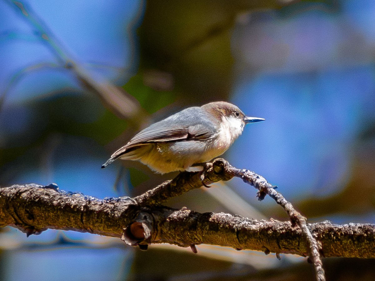 Pygmy Nuthatch - ML645111402