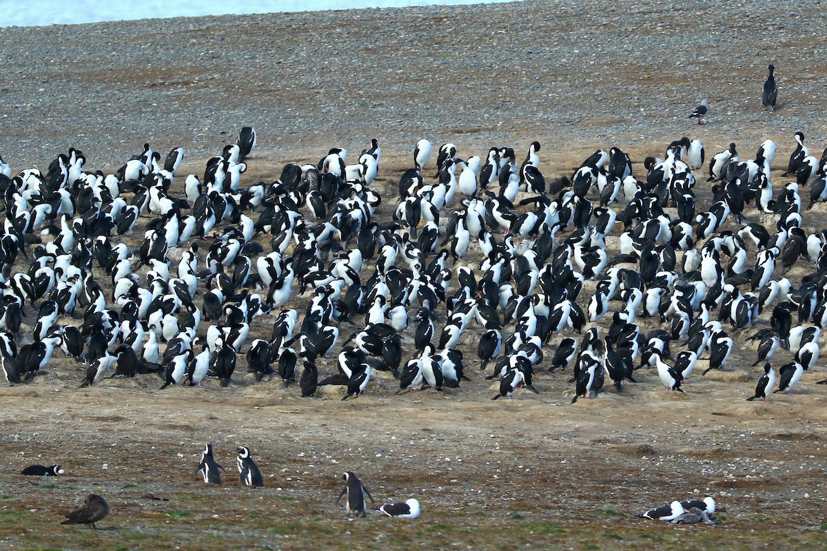 Imperial Cormorant (Imperial) - ML645111404