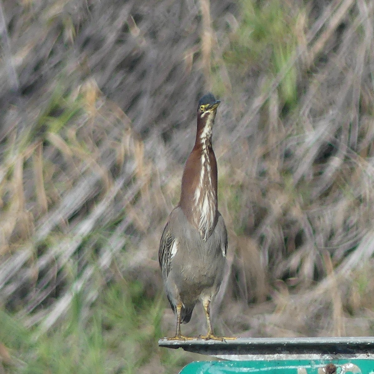 Green Heron - ML645111420