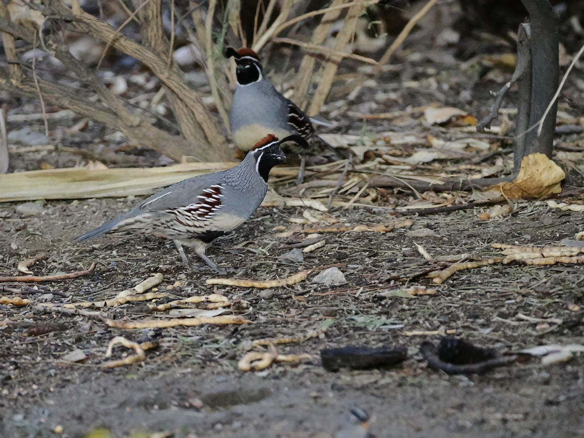 eBird Checklist - 12 Nov 2025 - Big Morongo Canyon Preserve & Covington ...