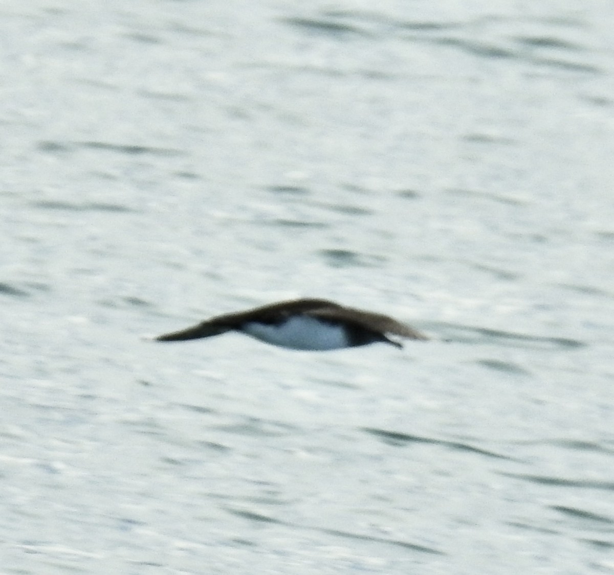 Hutton's Shearwater - ML645111433