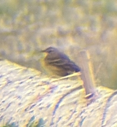 American Pipit - ML645111469