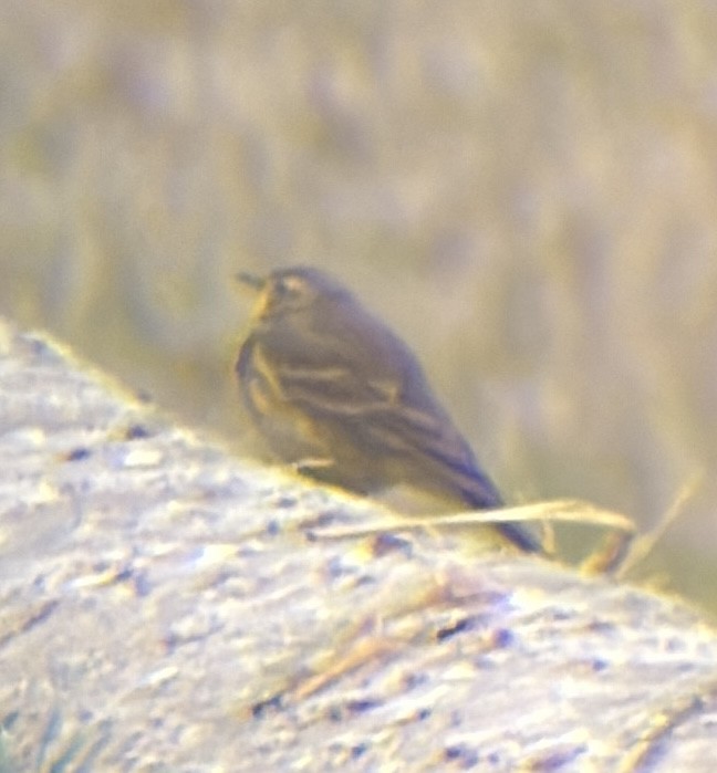 American Pipit - ML645111470