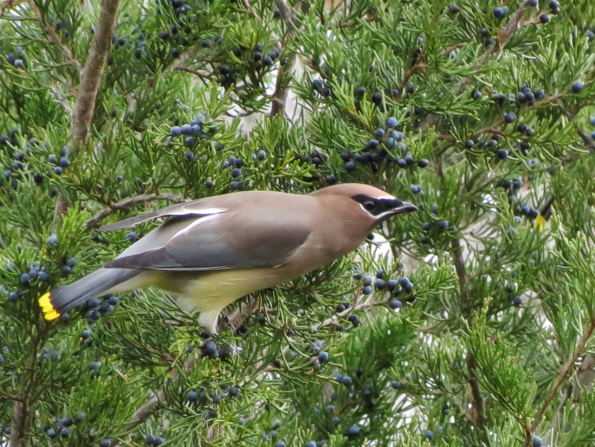 Sedir İpekkuyruğu - ML645111479