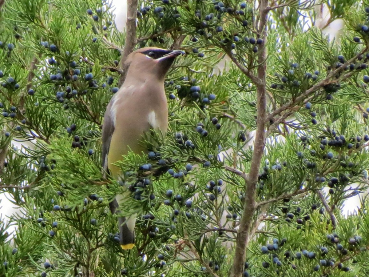 Sedir İpekkuyruğu - ML645111481