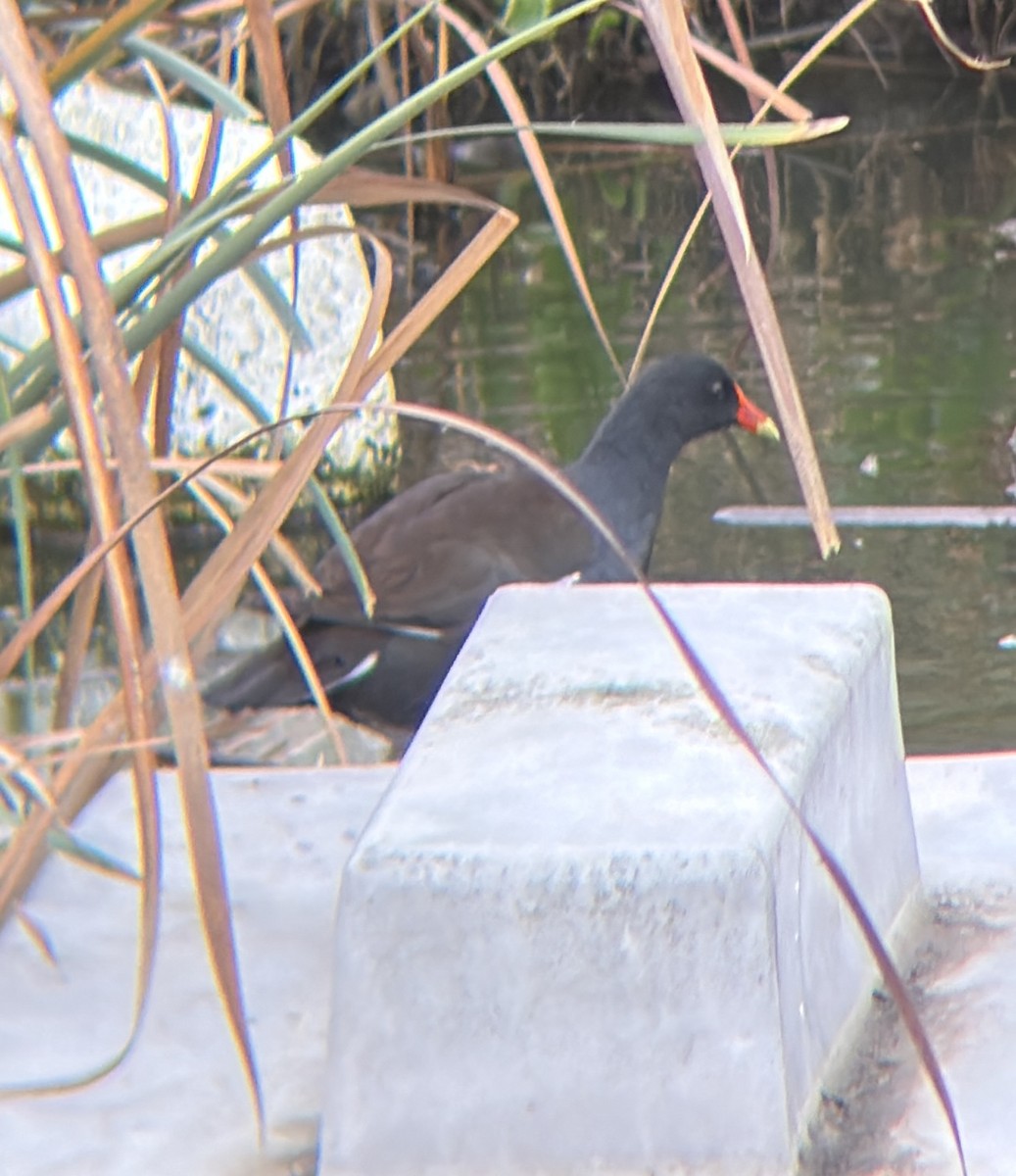 アメリカバン - ML645111486