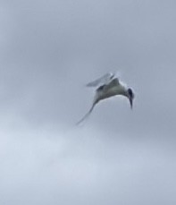 Forster's Tern - ML645111498