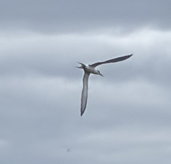 Forster's Tern - ML645111499