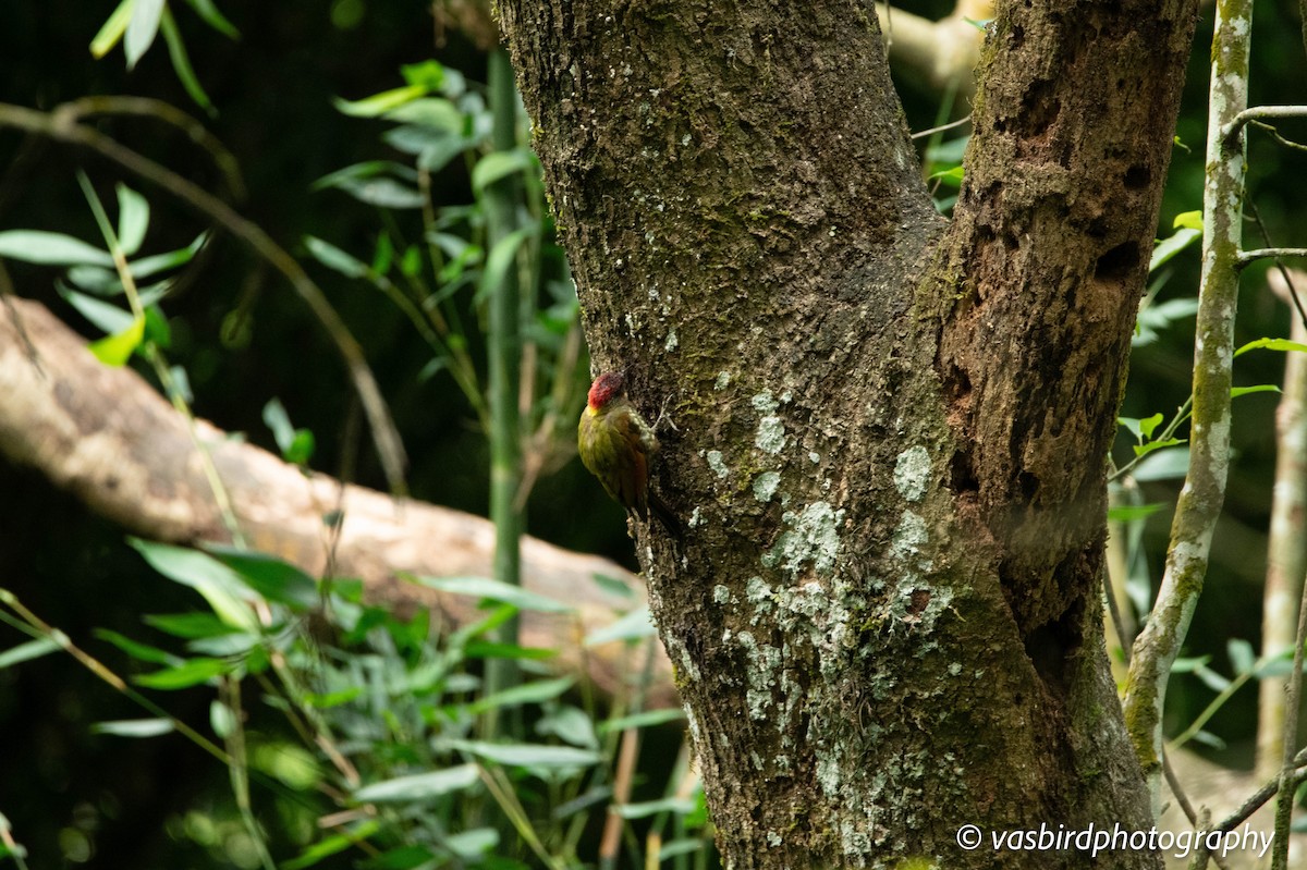 Lesser Yellownape - ML645111503