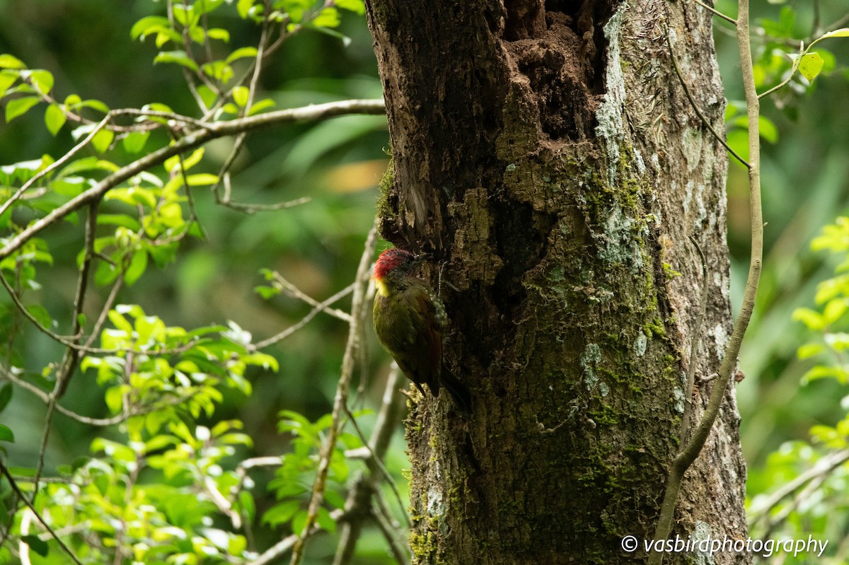 Lesser Yellownape - ML645111504