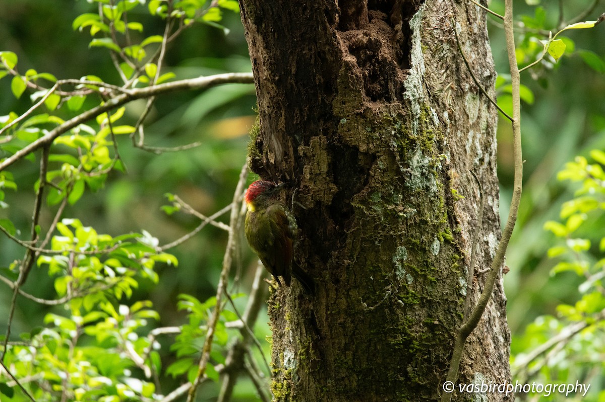 Lesser Yellownape - ML645111505