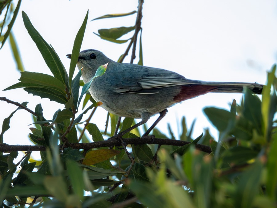 Gray Catbird - ML645111530