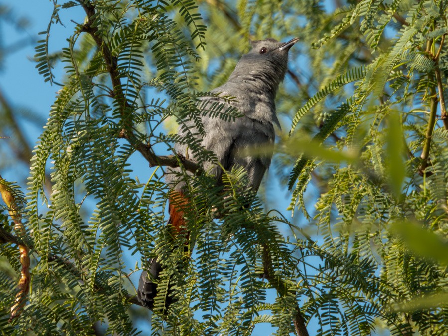 Gray Catbird - ML645111531