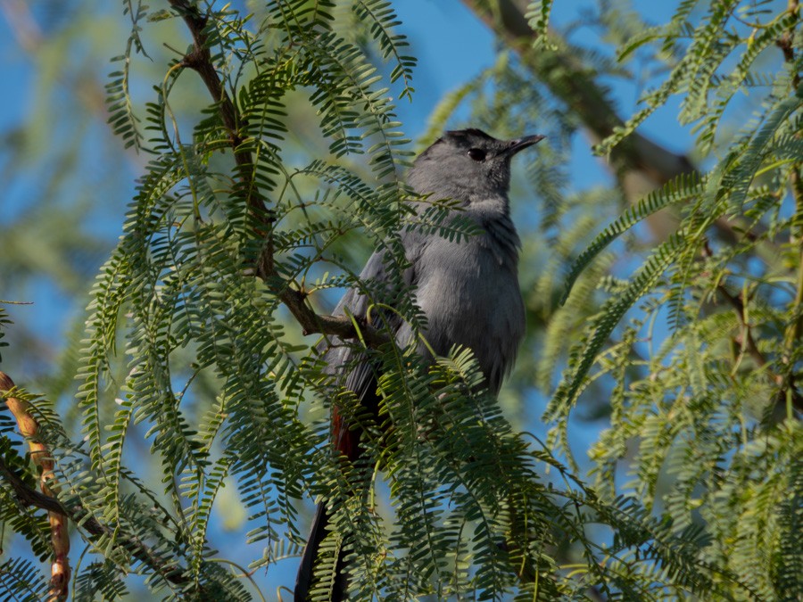Gray Catbird - ML645111532
