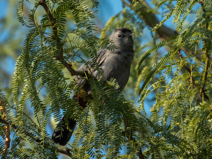 Gray Catbird - ML645111533