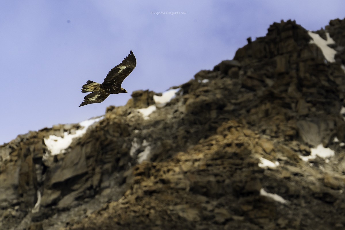 Golden Eagle - ML645111546