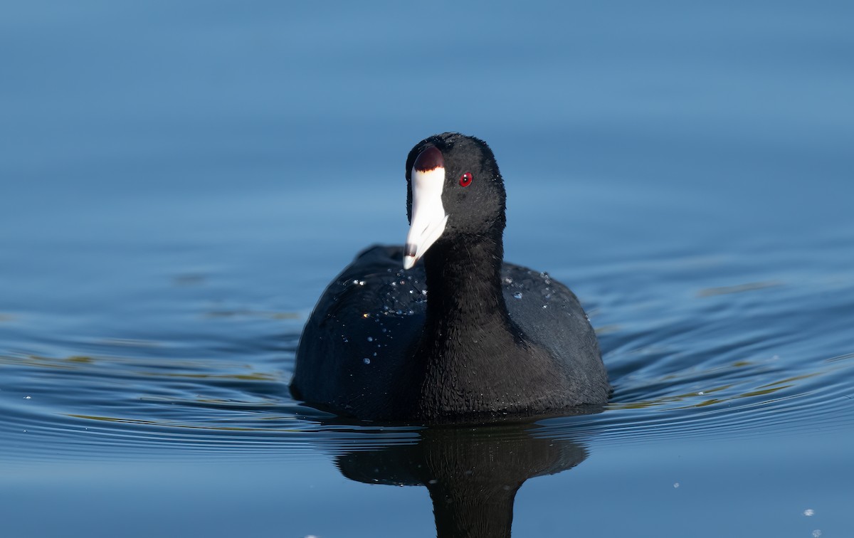 American Coot - ML645111548