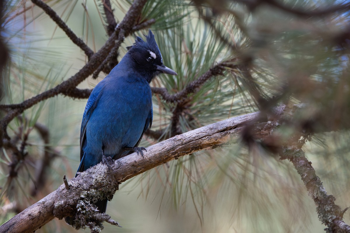 Стеллерова сойка - ML645111563