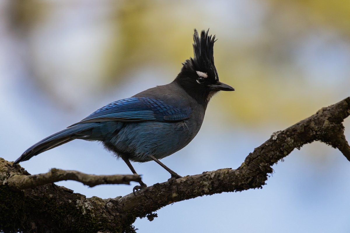 Стеллерова сойка - ML645111564