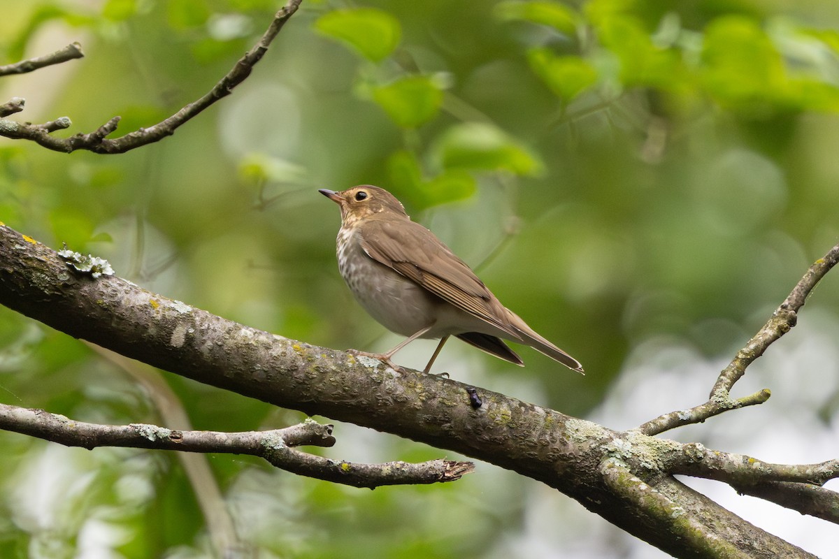 Swainson's Thrush - ML645111566