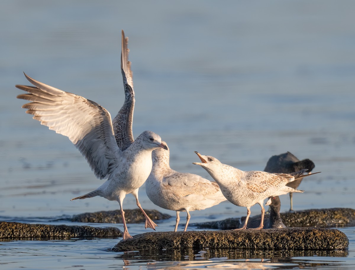 Ring-billed Gull - ML645111567