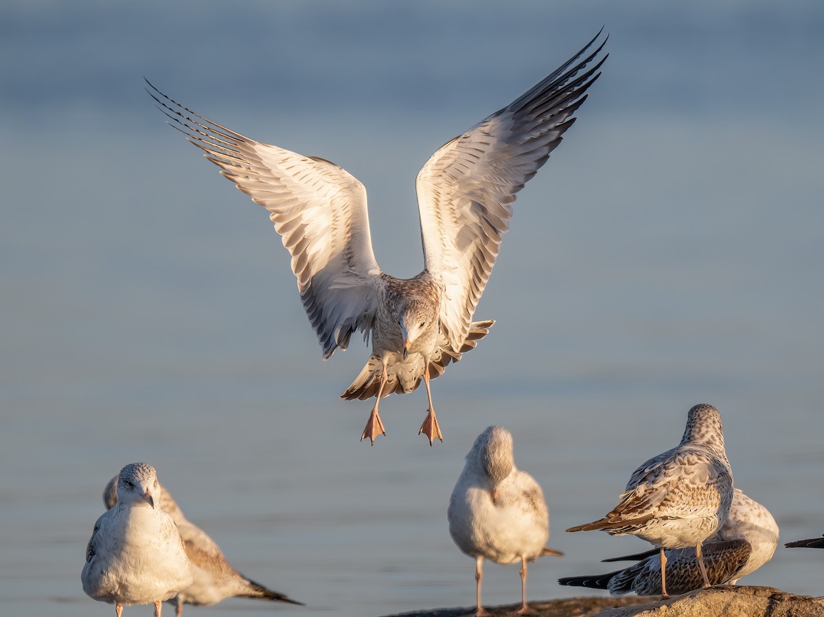 Ring-billed Gull - ML645111568