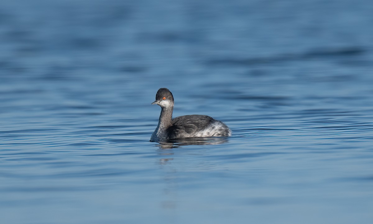 Eared Grebe - ML645111575