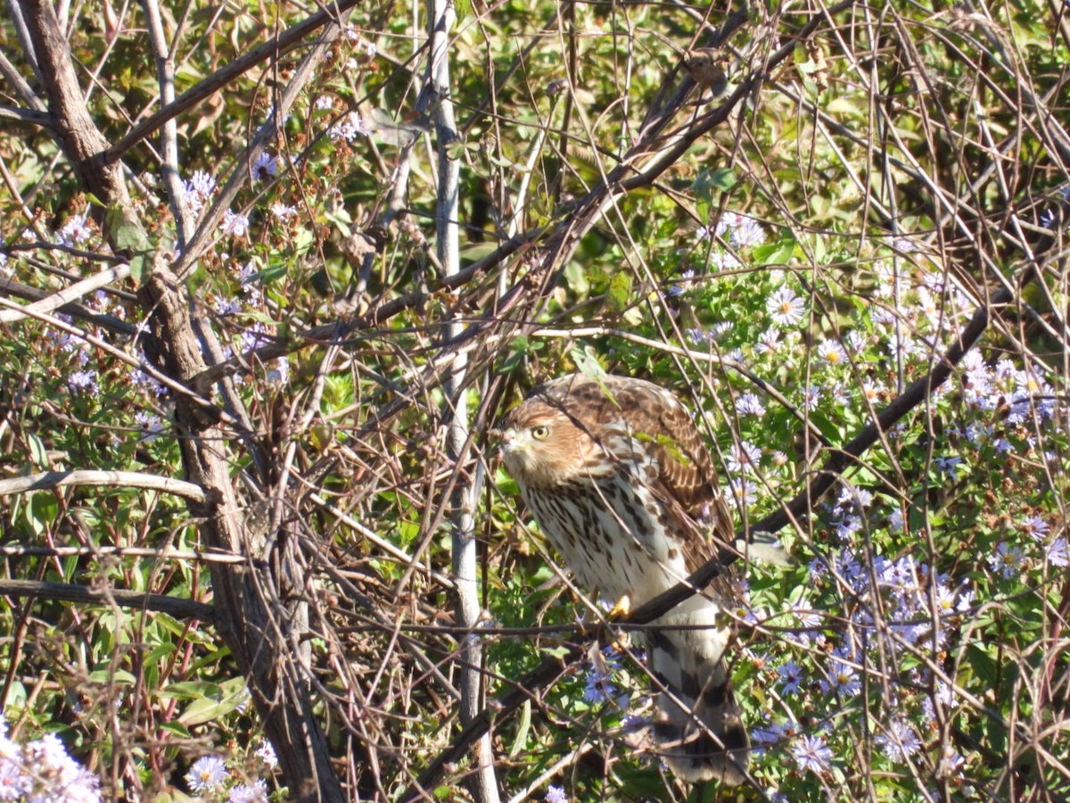 Cooper's Hawk - ML645111576