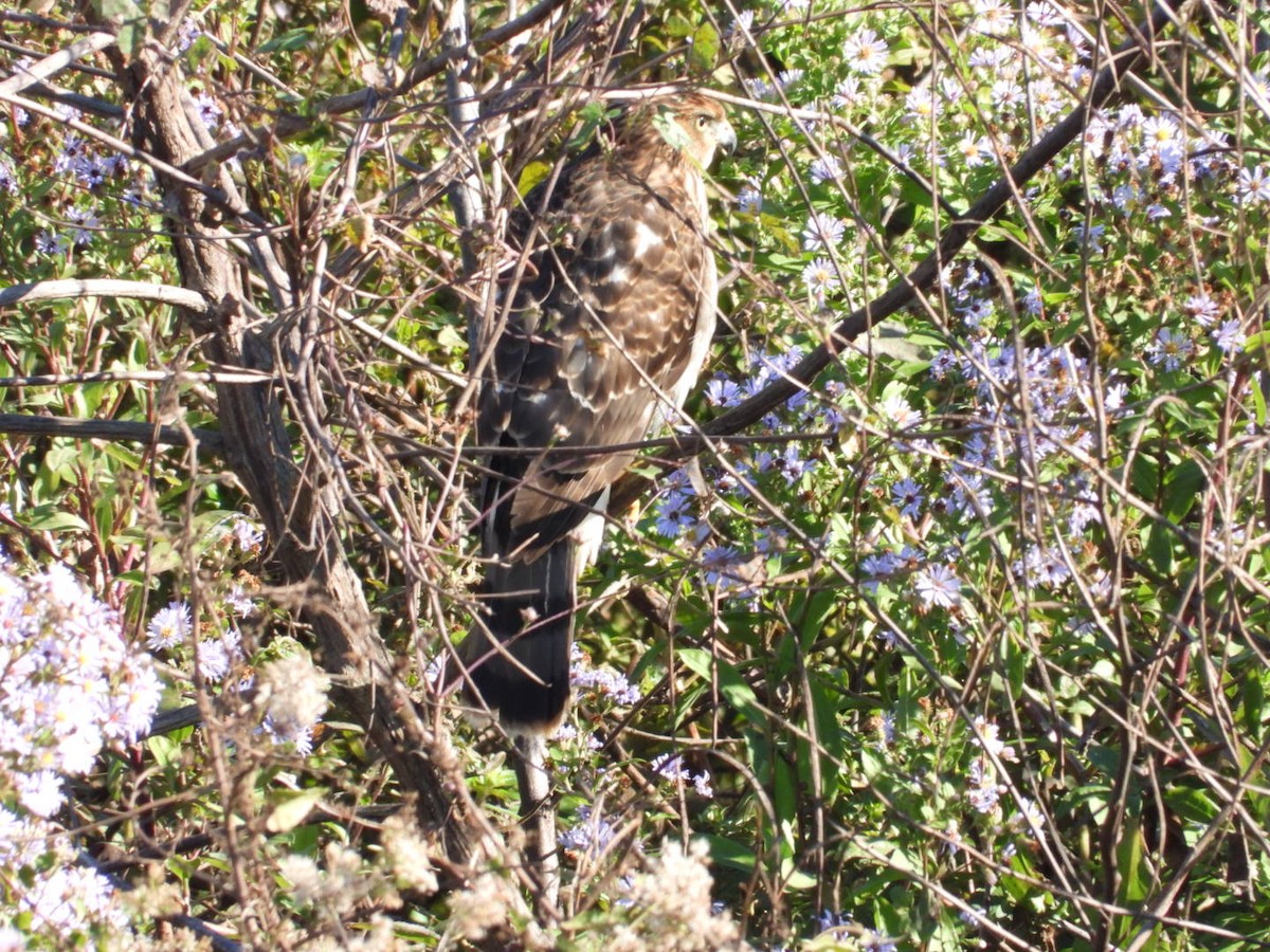 Cooper's Hawk - ML645111577