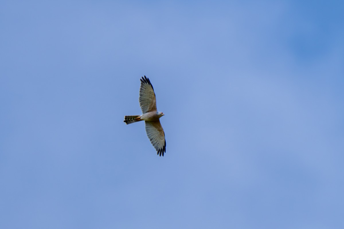 Shikra - ML645111579