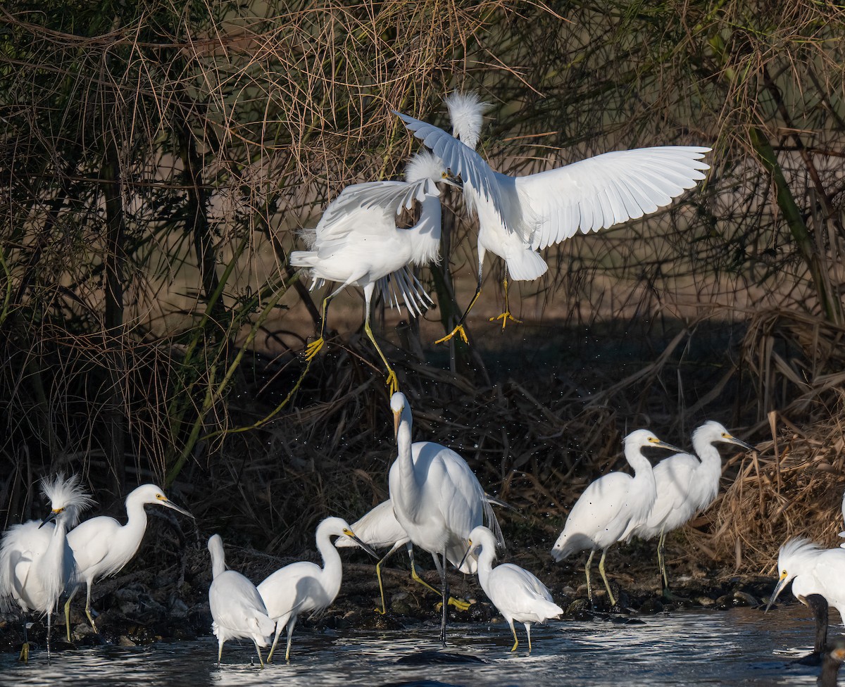 Snowy Egret - ML645111595