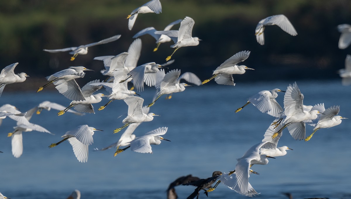 Snowy Egret - ML645111596