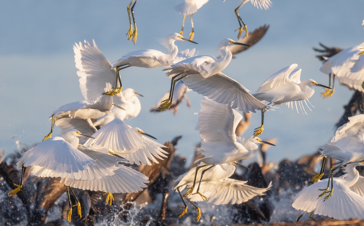 Snowy Egret - ML645111597