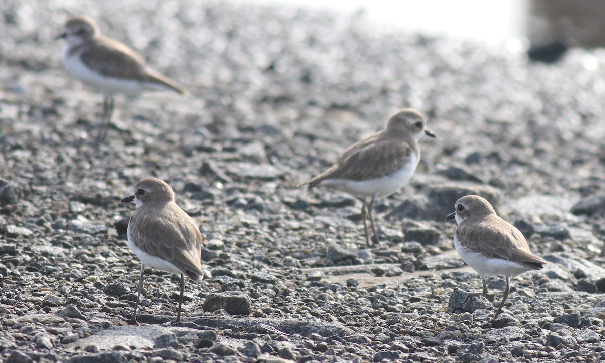 Tibet Cılıbıtı - ML645111605