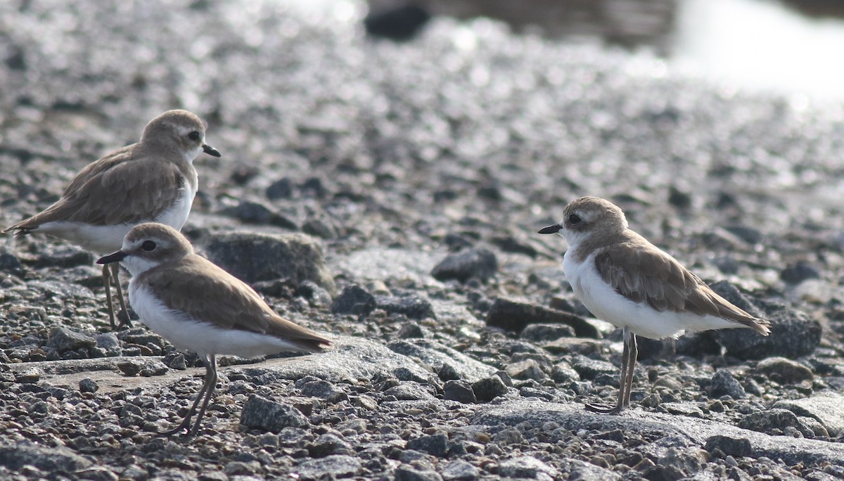 Tibet Cılıbıtı - ML645111607