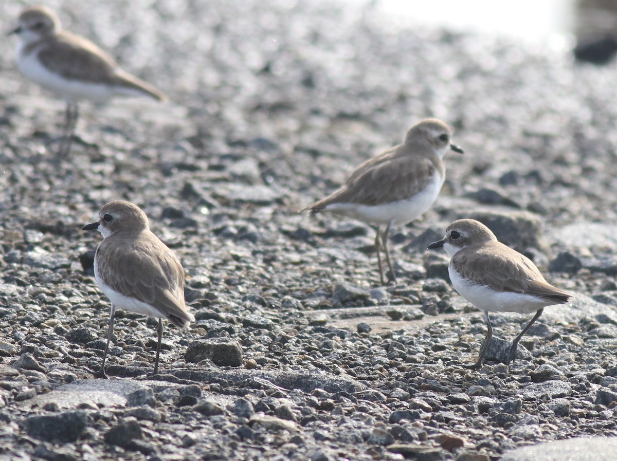 Tibet Cılıbıtı - ML645111608
