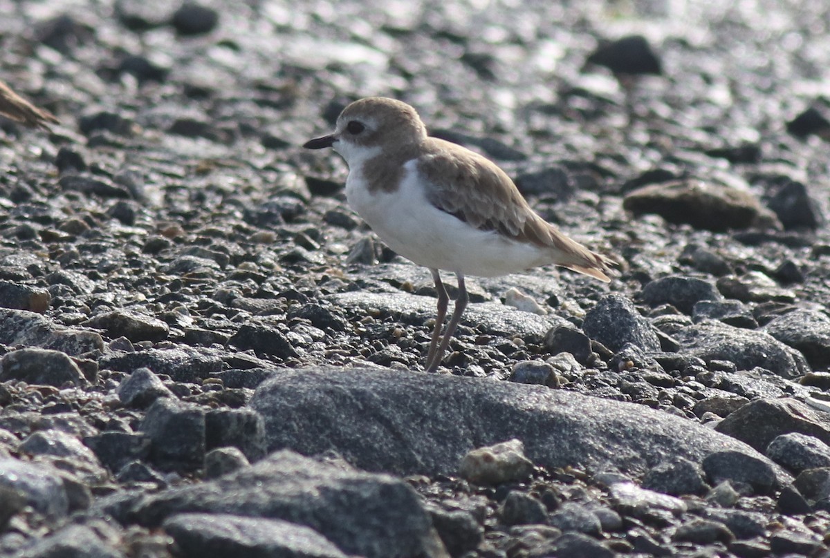 Tibet Cılıbıtı - ML645111609