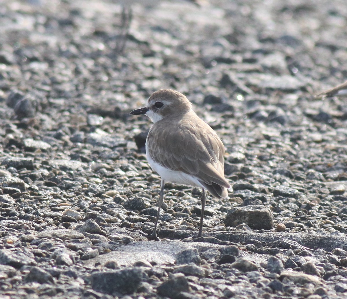 Tibet Cılıbıtı - ML645111610
