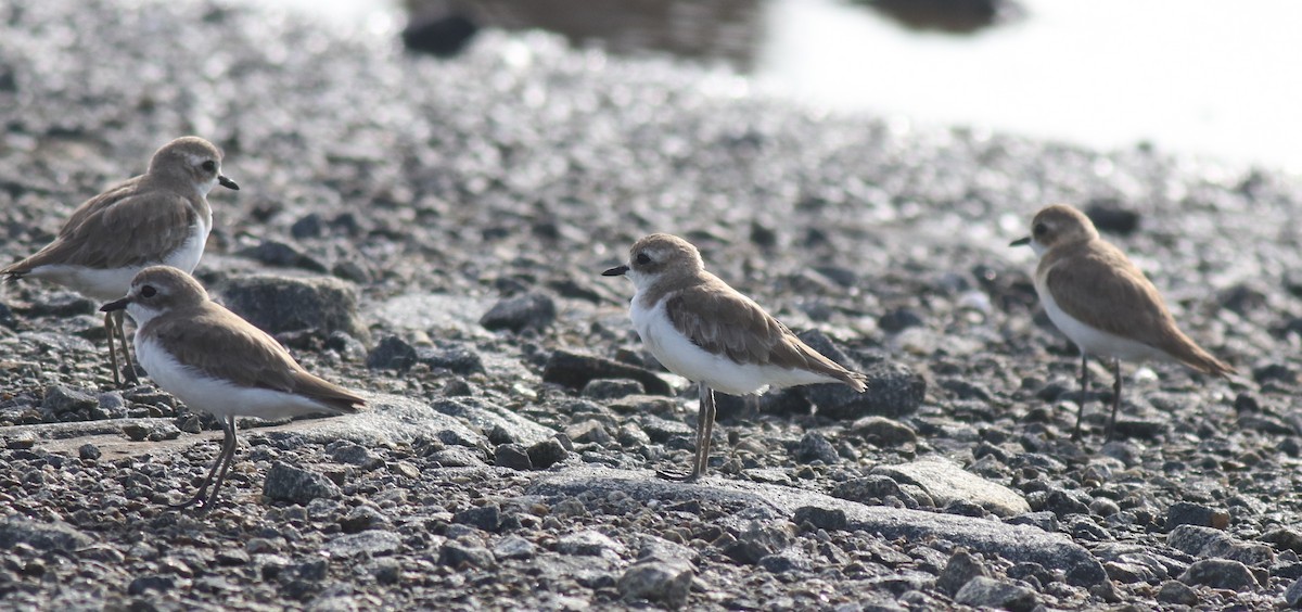 Tibet Cılıbıtı - ML645111611