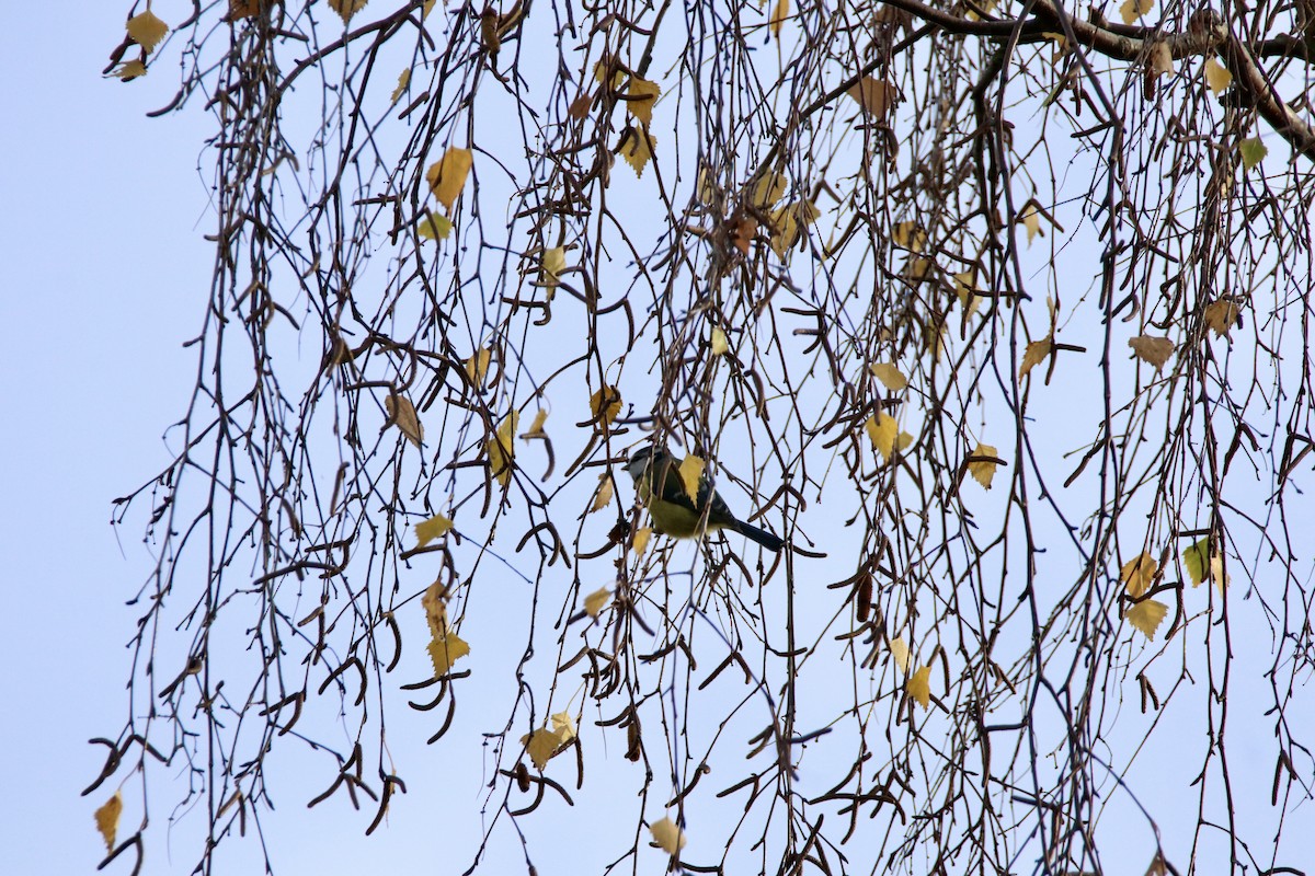 Eurasian Blue Tit - ML645111618