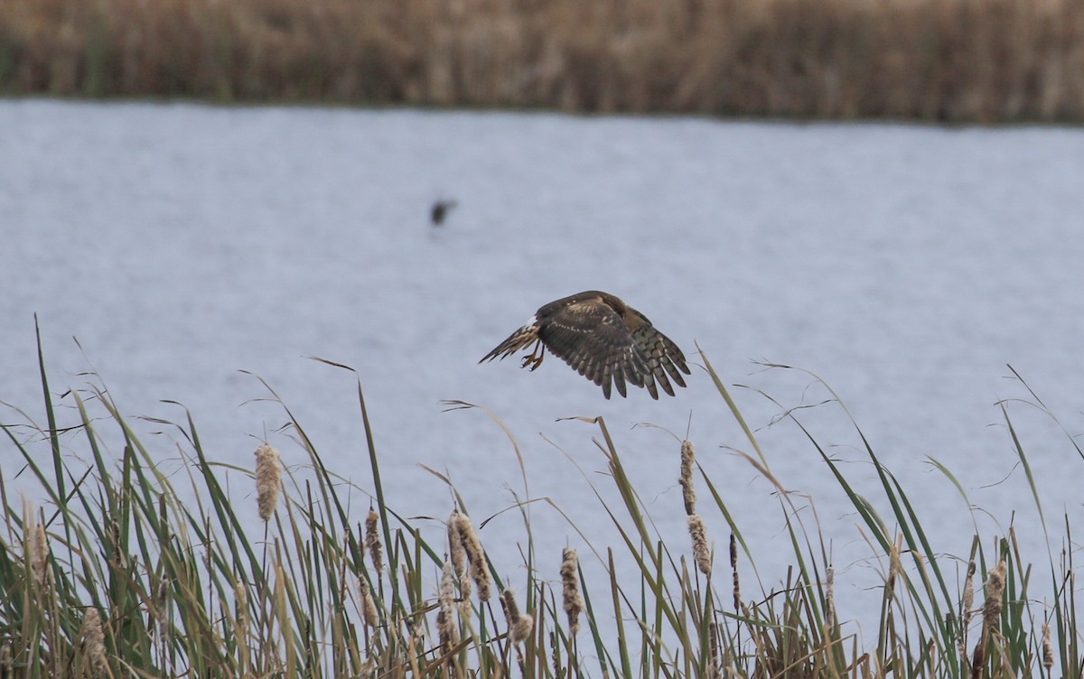 moták severoamerický - ML645111621