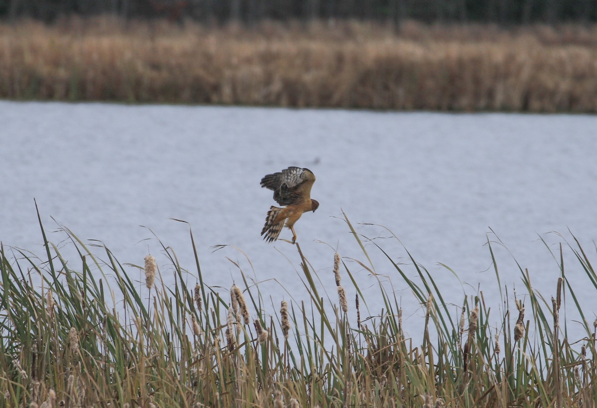 moták severoamerický - ML645111623