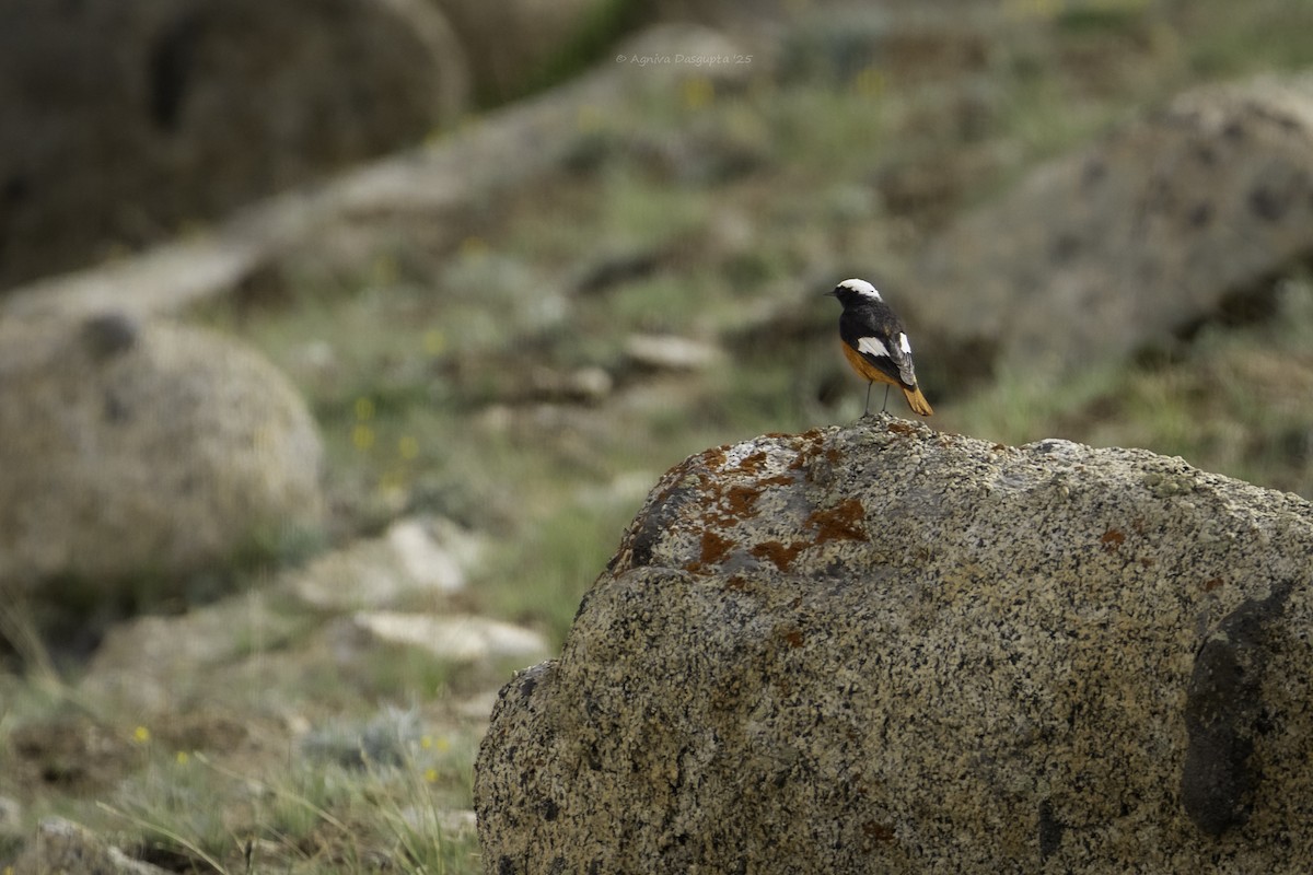 White-winged Redstart - ML645111624