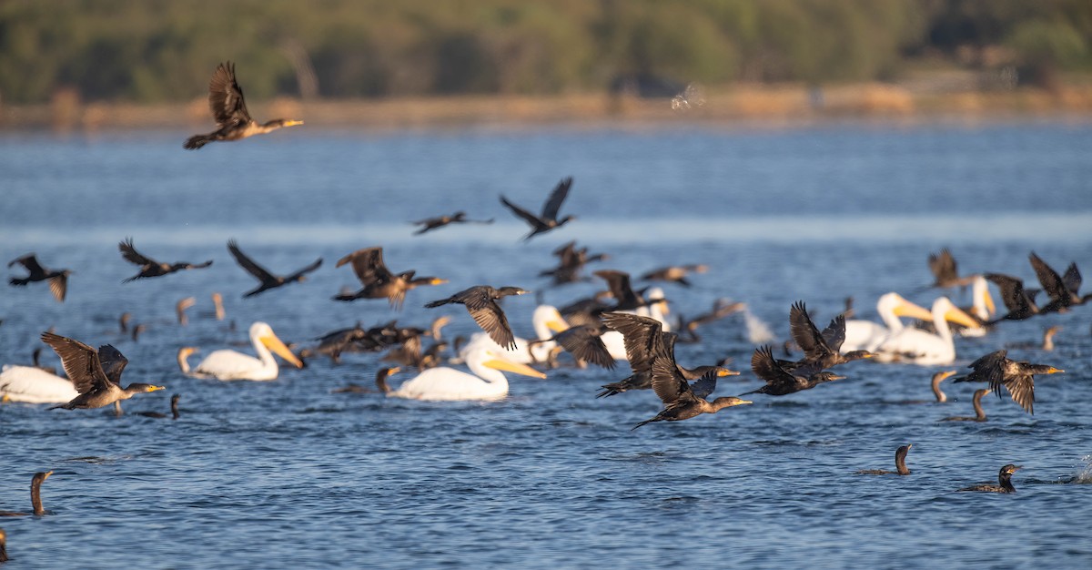 Double-crested Cormorant - ML645111646